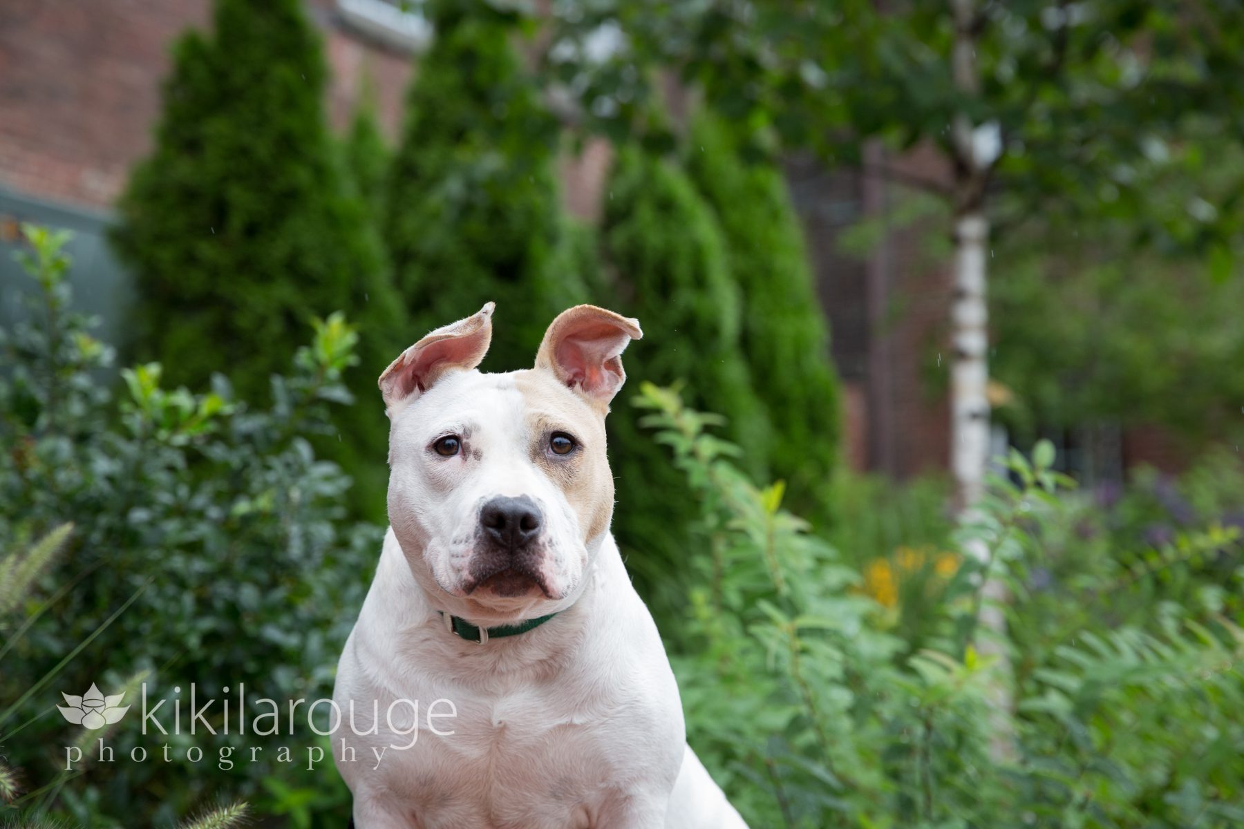 Chunky little white rescue pit bull in gardens