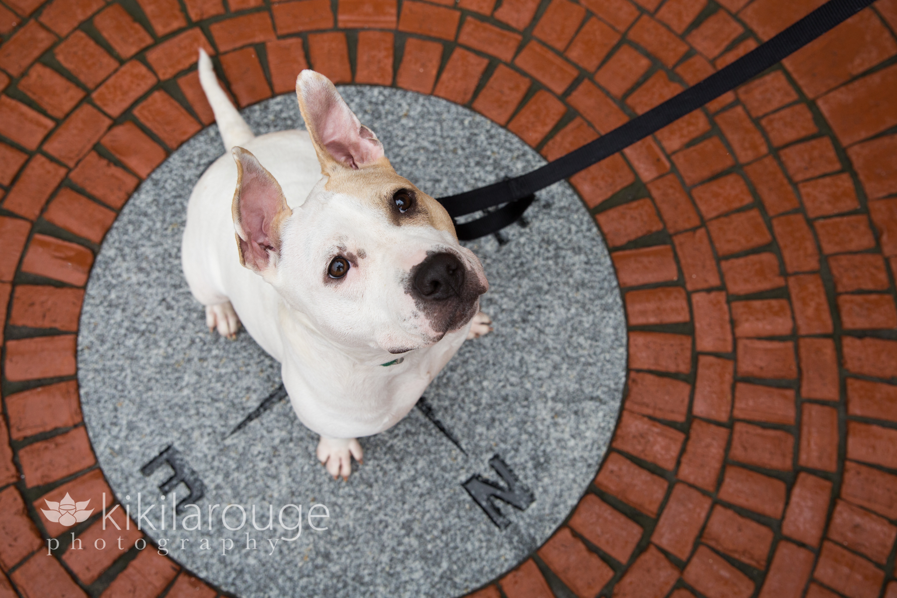 Chunky little white rescue pit bull sitting in sidewalk compass