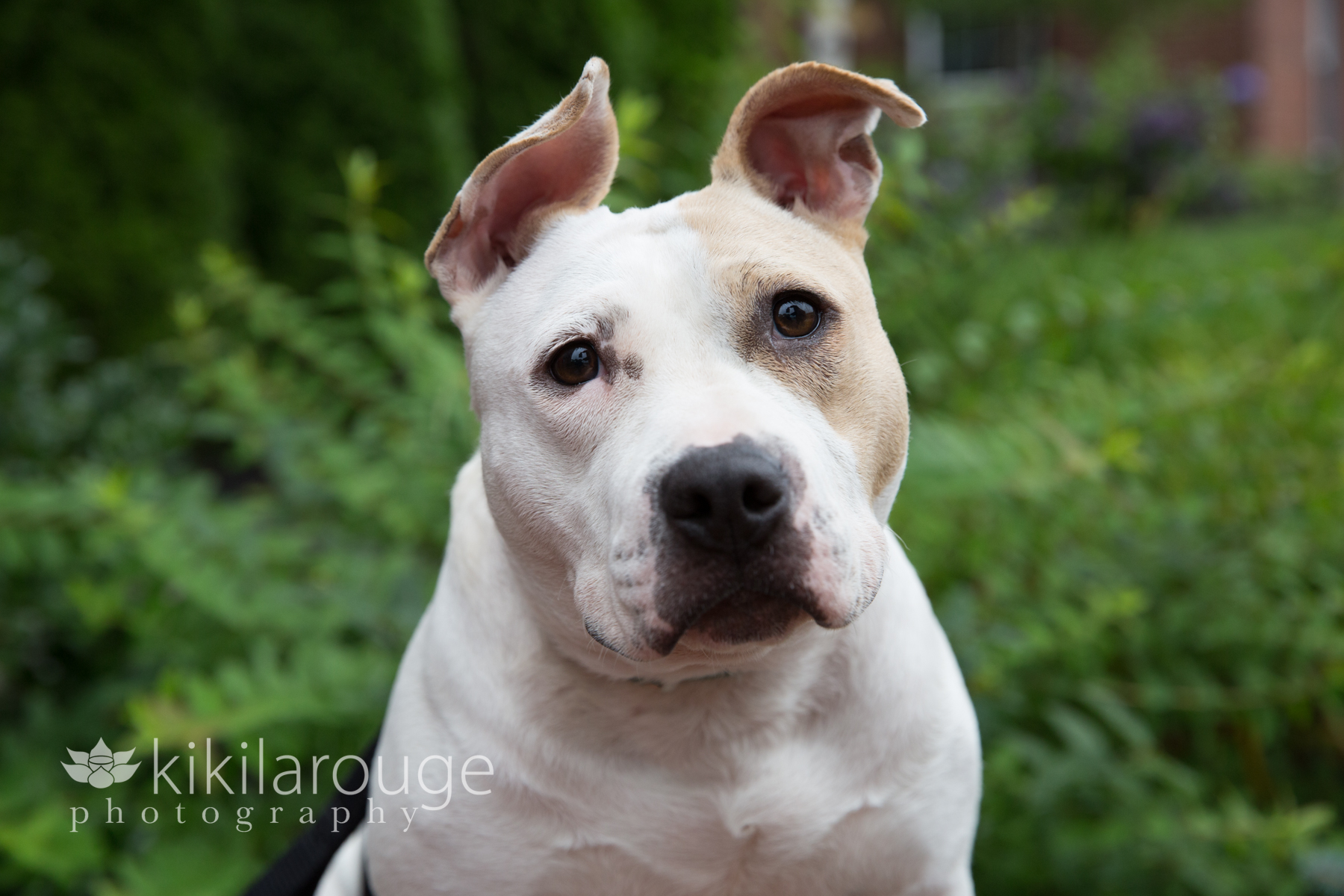 Chunky little white rescue pit bull in gardens