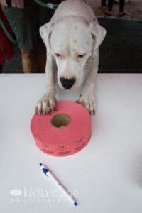 Dog selling raffle tickets