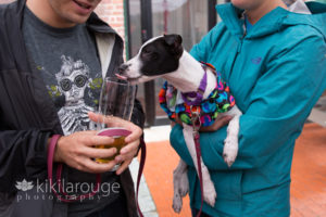 Little white dog in arms of woman licking beer glass