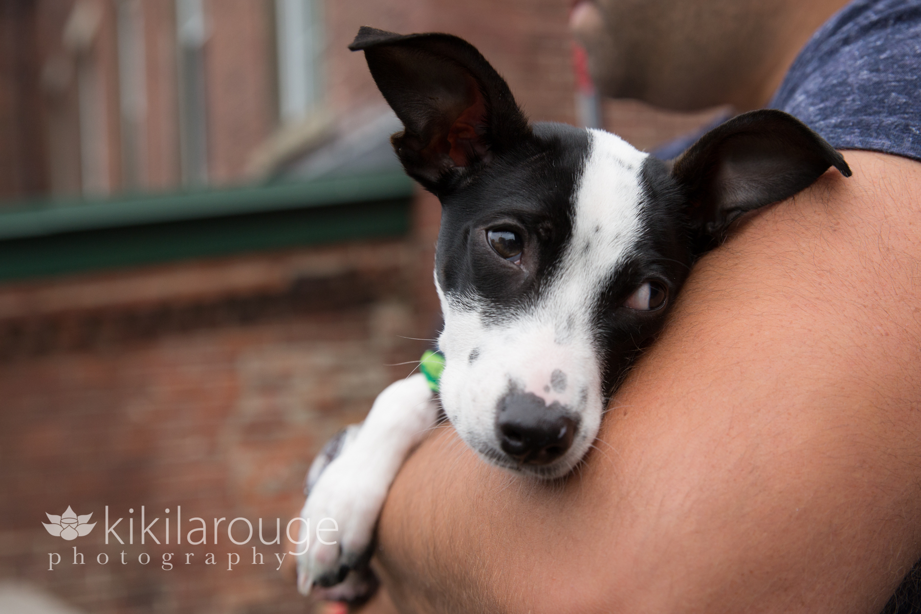 Portrait of a black and white pup in man's arms