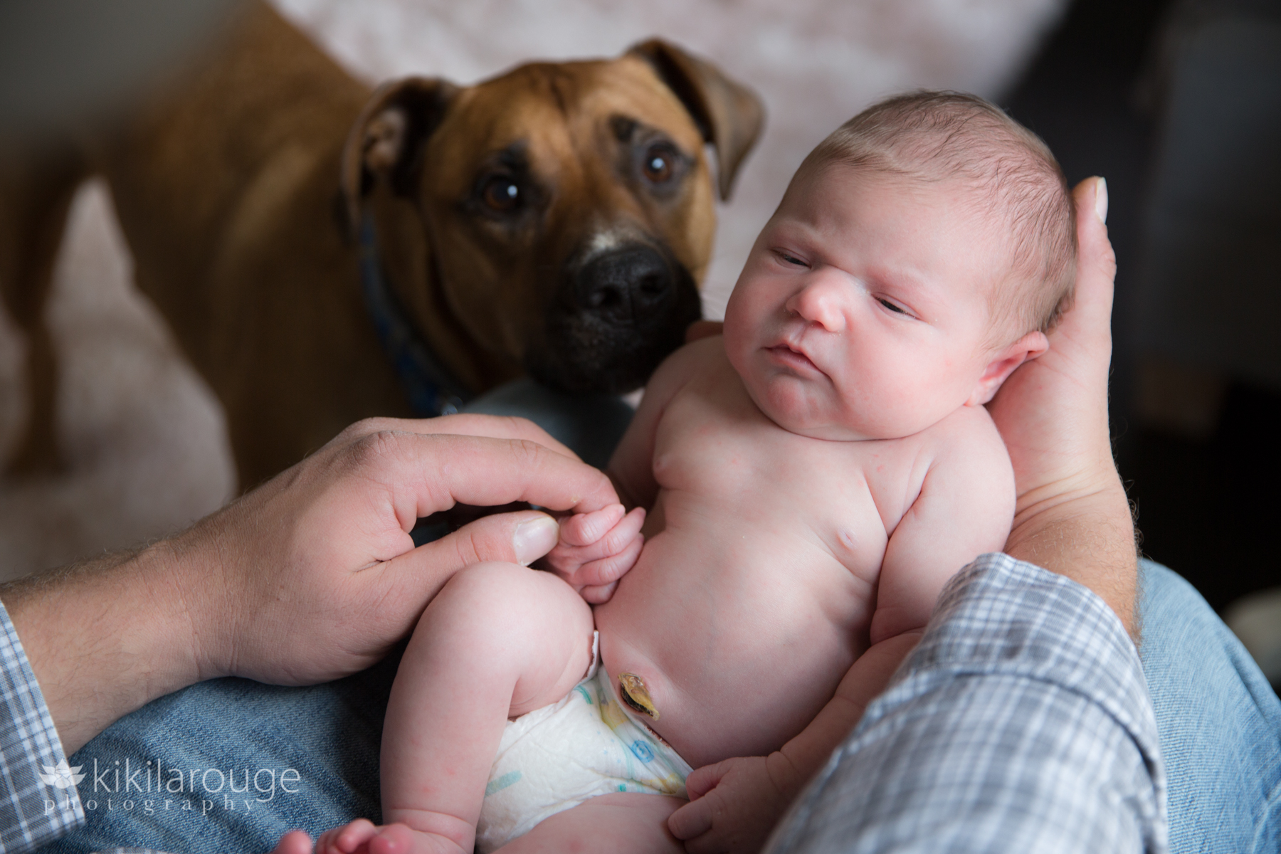 Dog giving kisses to newborn baby sister