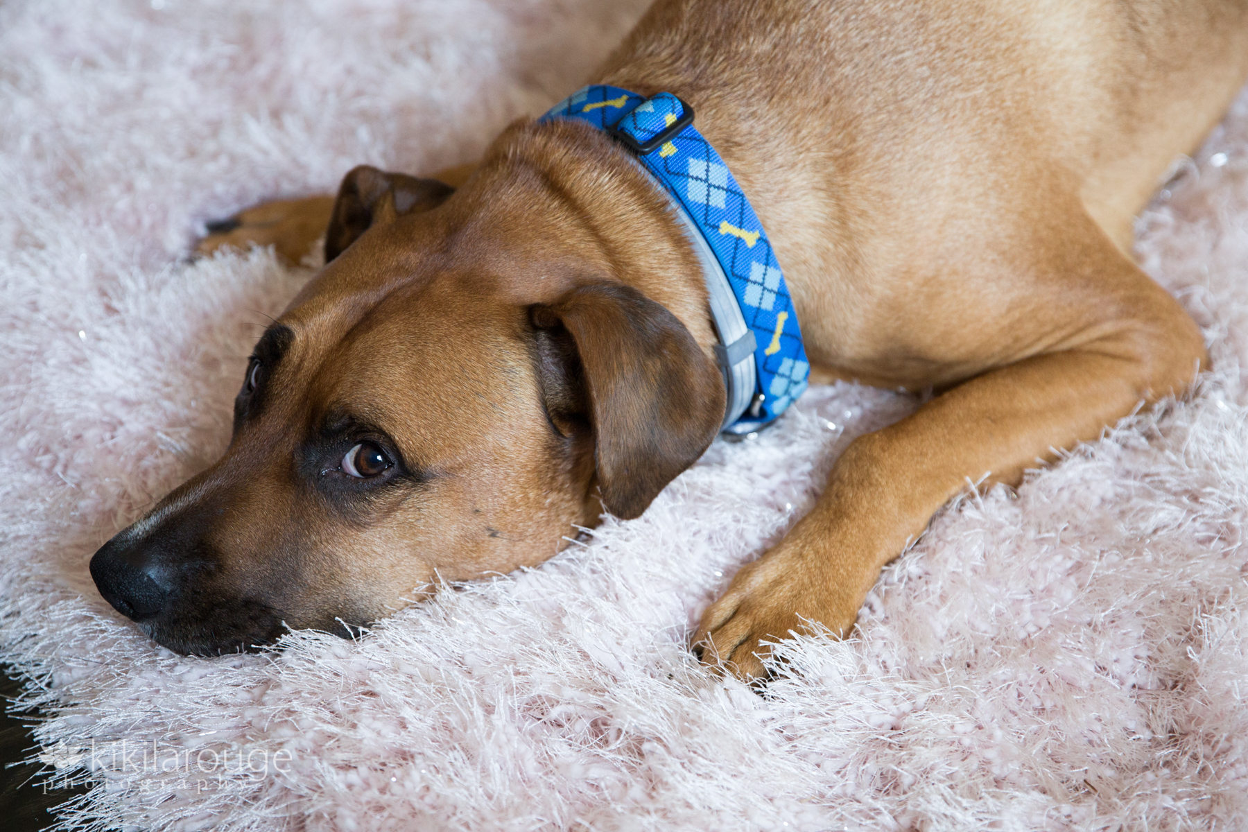 Rescue dog with blue collar looking sideways on pink rung