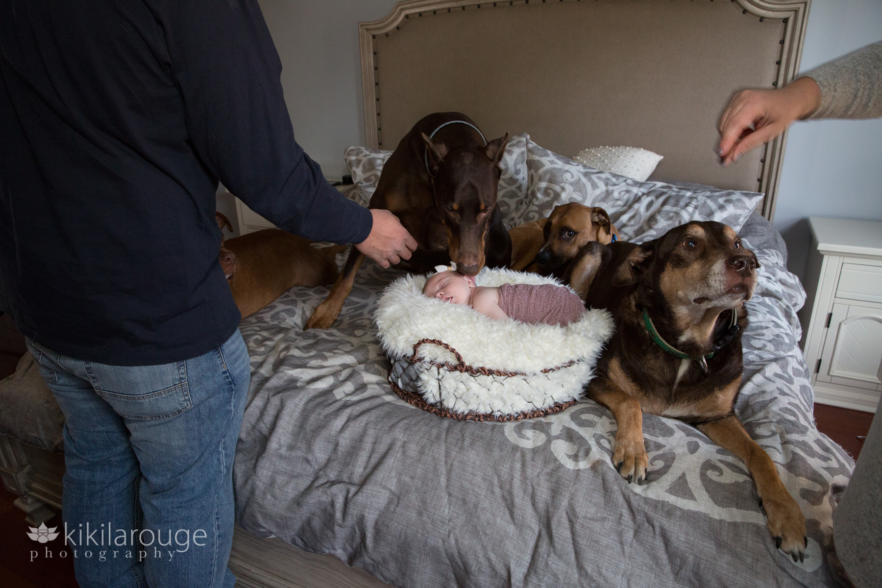 Behind the scenes with newborn baby and four dogs on bed