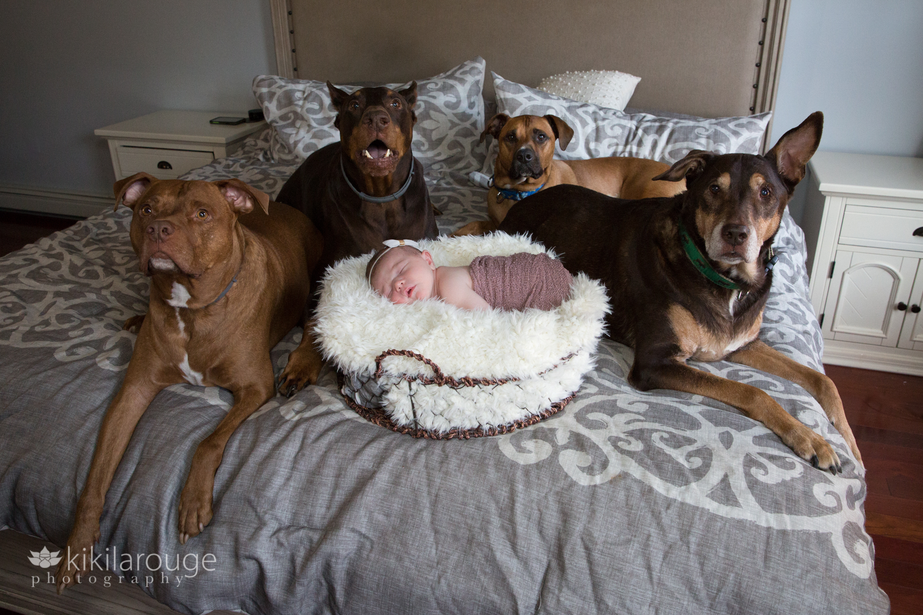 Four dogs around a sleeping newborn baby on large grey bed