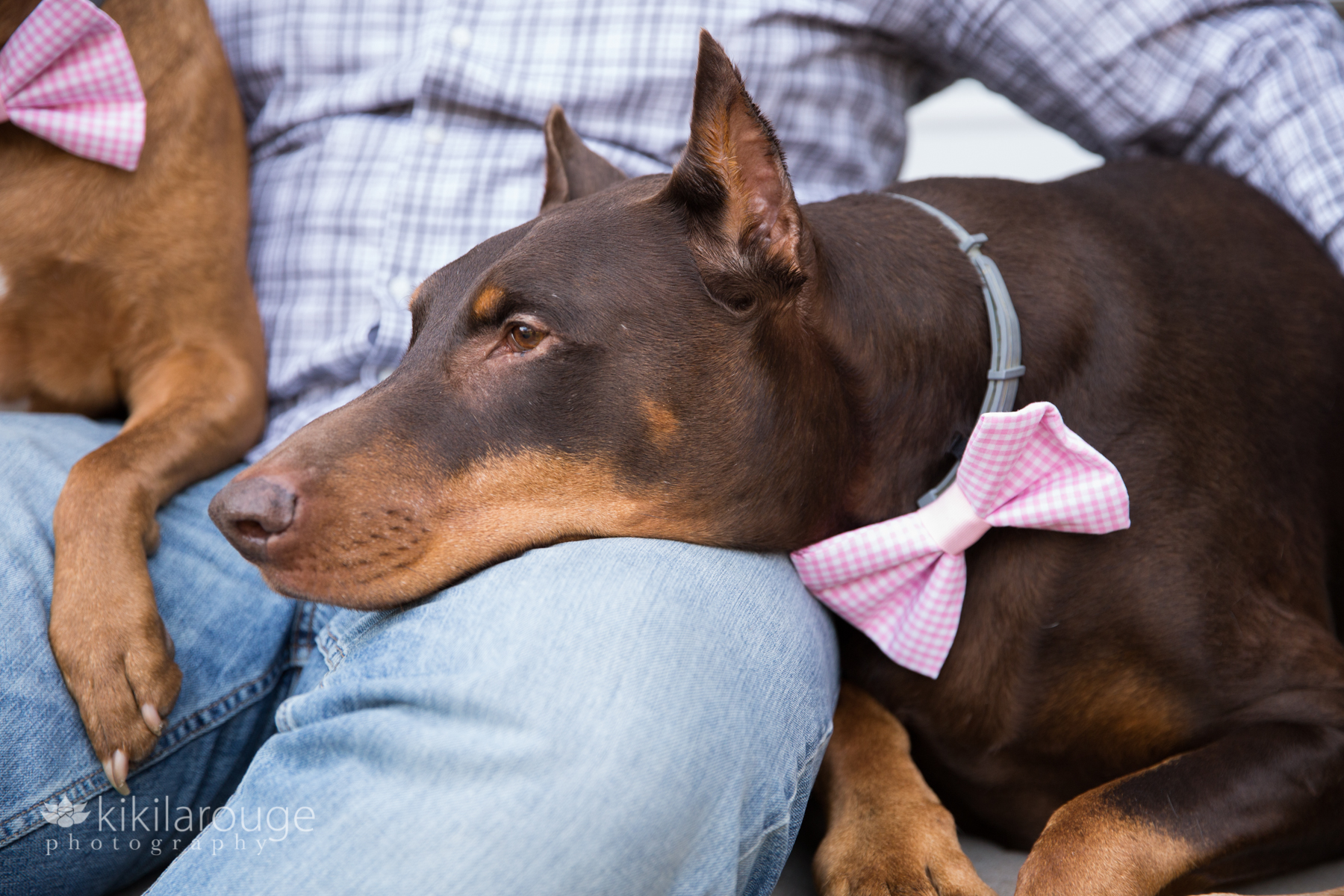 Dog with pink bow tie resting head on man's leg