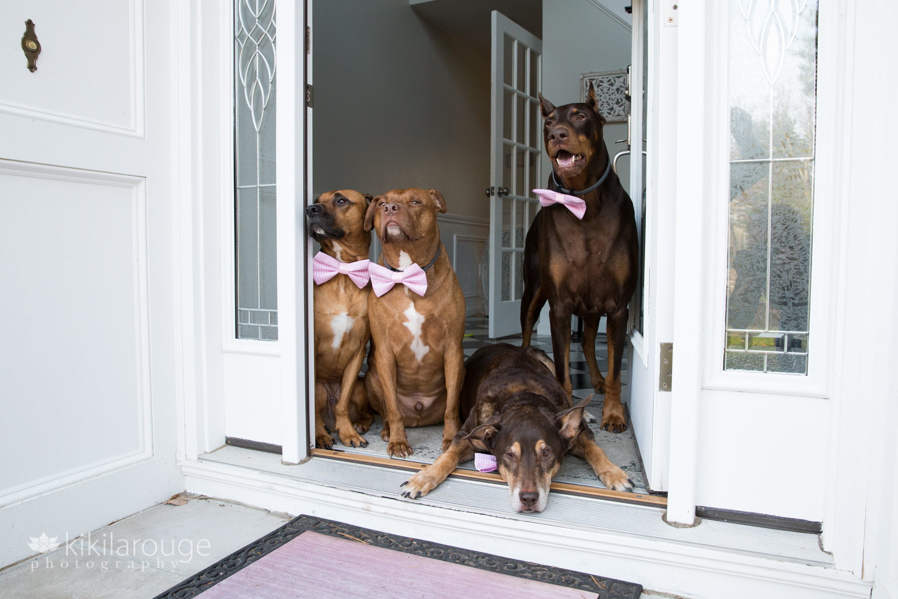 Four dogs with pink bow ties at family front door
