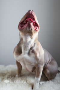Pit bull dog looking up smiling only mount
