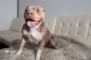 Pit rescue on soft blanket and white leather couch
