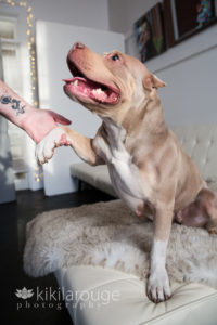 Little brown pit rescue shaking hands with foster mom