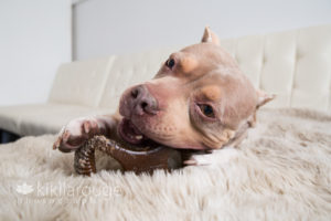 Pit rescue chewing bone on white leather couch
