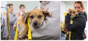 Cute puppy in arms of potential adopter