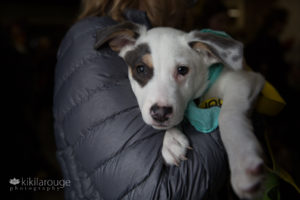 Cute puppy in arms of potential adopter