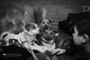 Three puppies in leather chair with little boy looking on