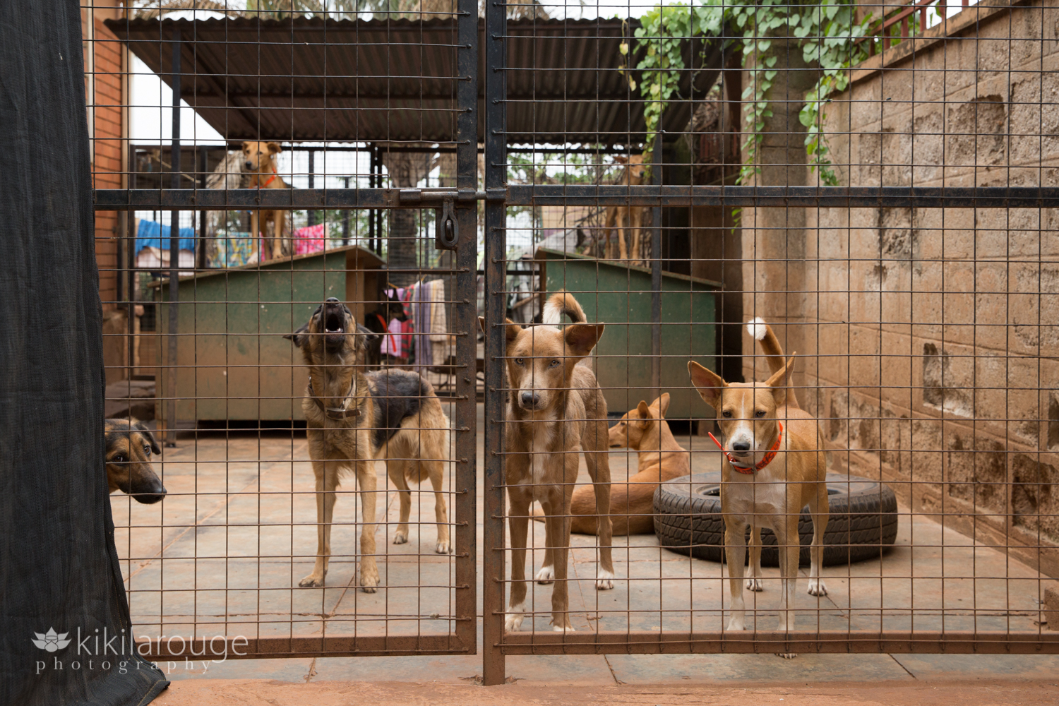 Dogs in shelter cage Uganda USPCA