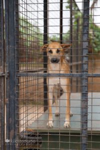 Dog looking out sadly from shelter cage