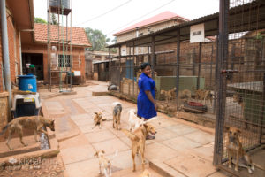 Woman working at Uganda Animal Shelter