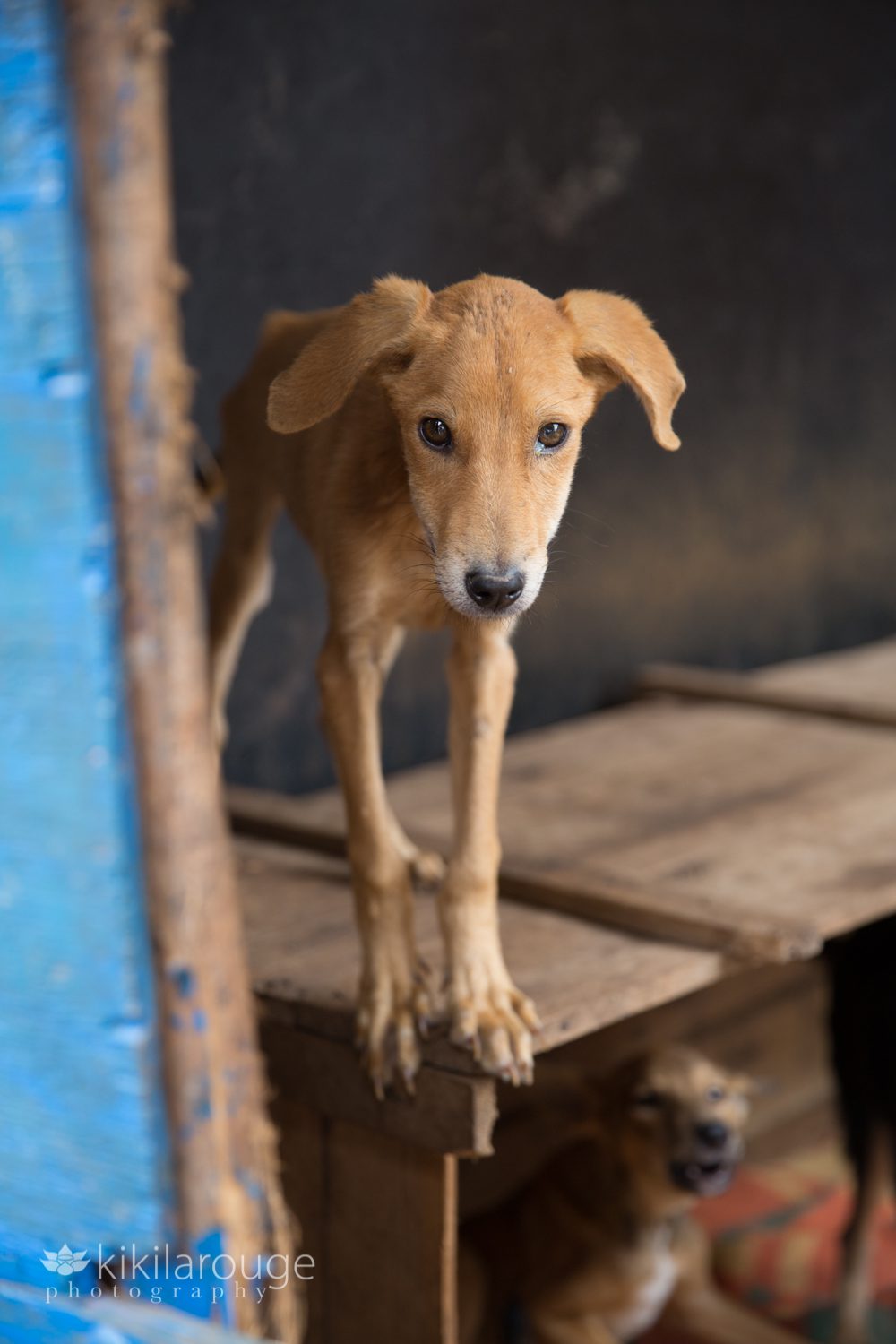 Skinny puppy in cage at shelter Uganda