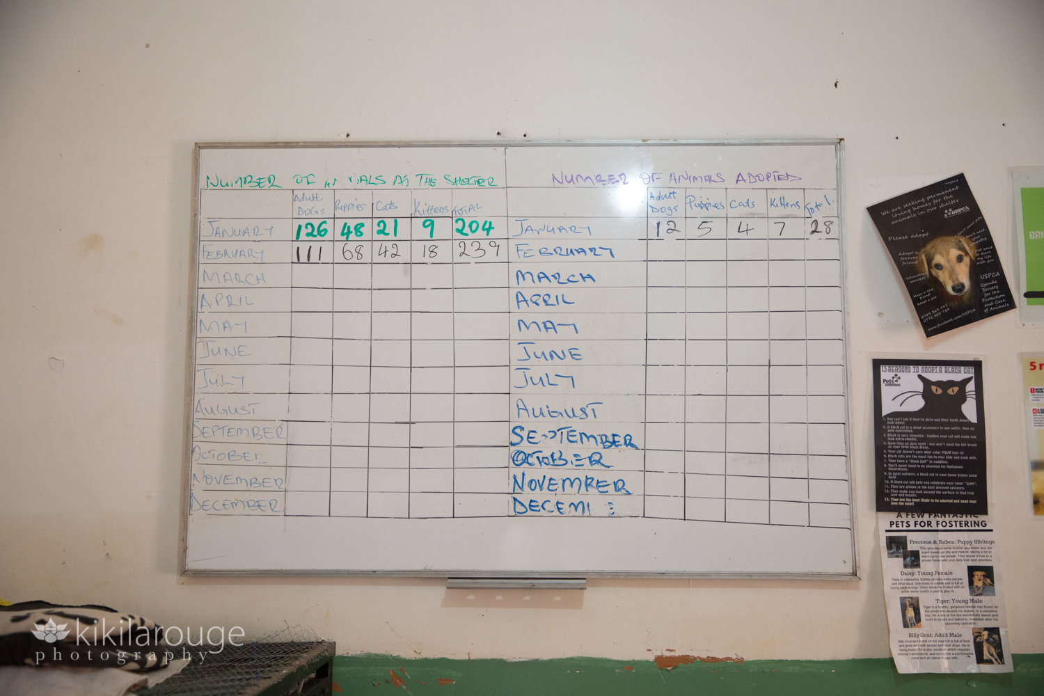 White board showing stats at Uganda Animal Shelter