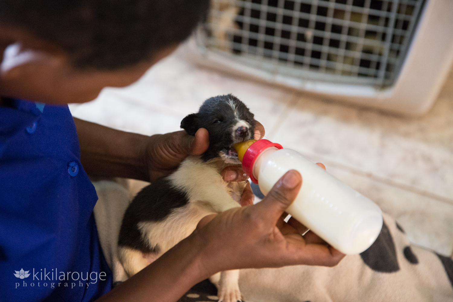 Woman bottle feeding a tiny puppy at USPCA