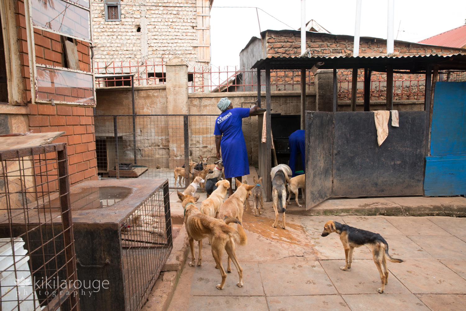 Woman working at Uganda Animal Shelter