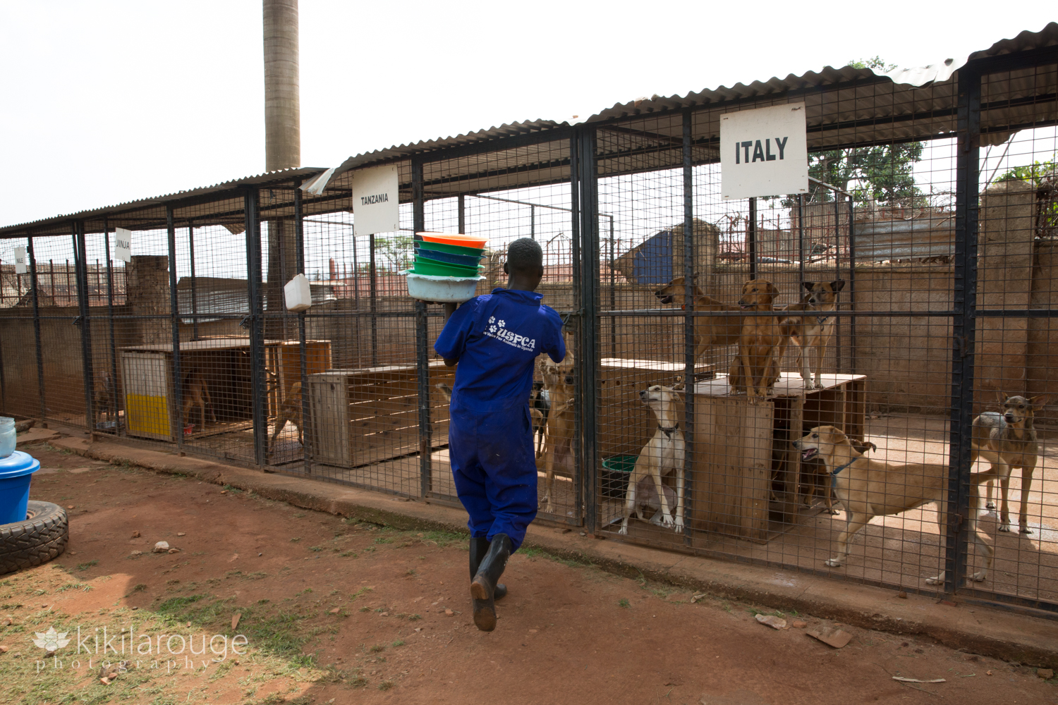 Man feeding rescue dogs at Uganda USPCA