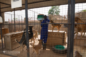 Man feeding rescue dogs at Uganda USPCA