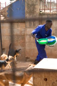 Man feeding rescue dogs at Uganda USPCA