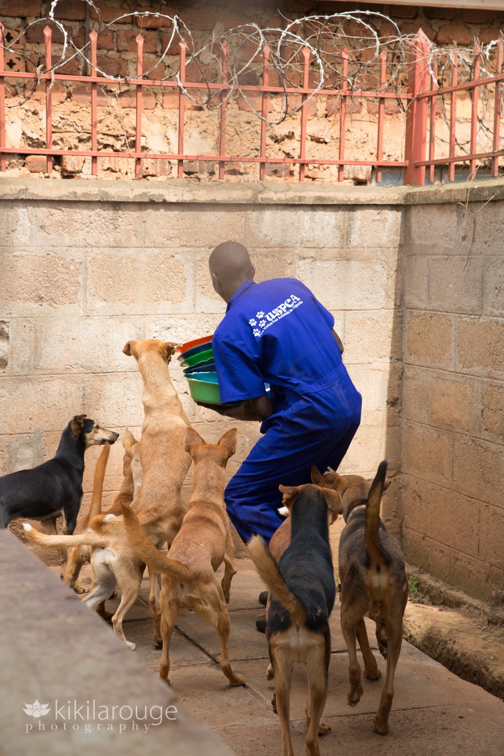 Man feeding rescue dogs at Uganda USPCA