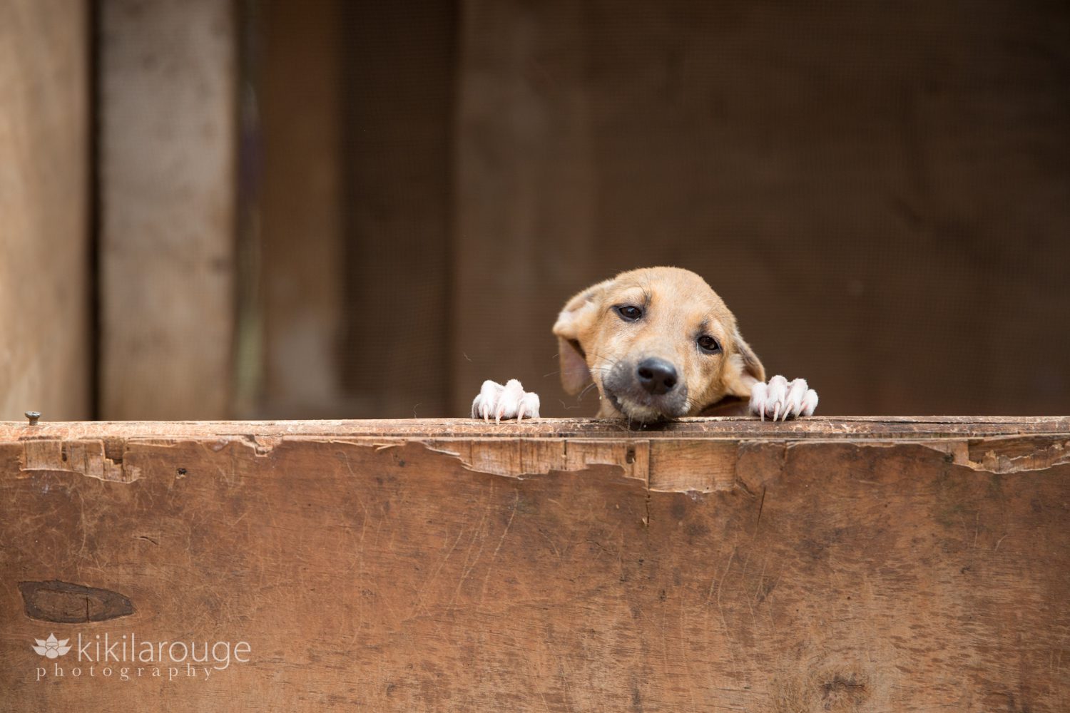 Sad sweet puppy looking out from an enclosure at rescue