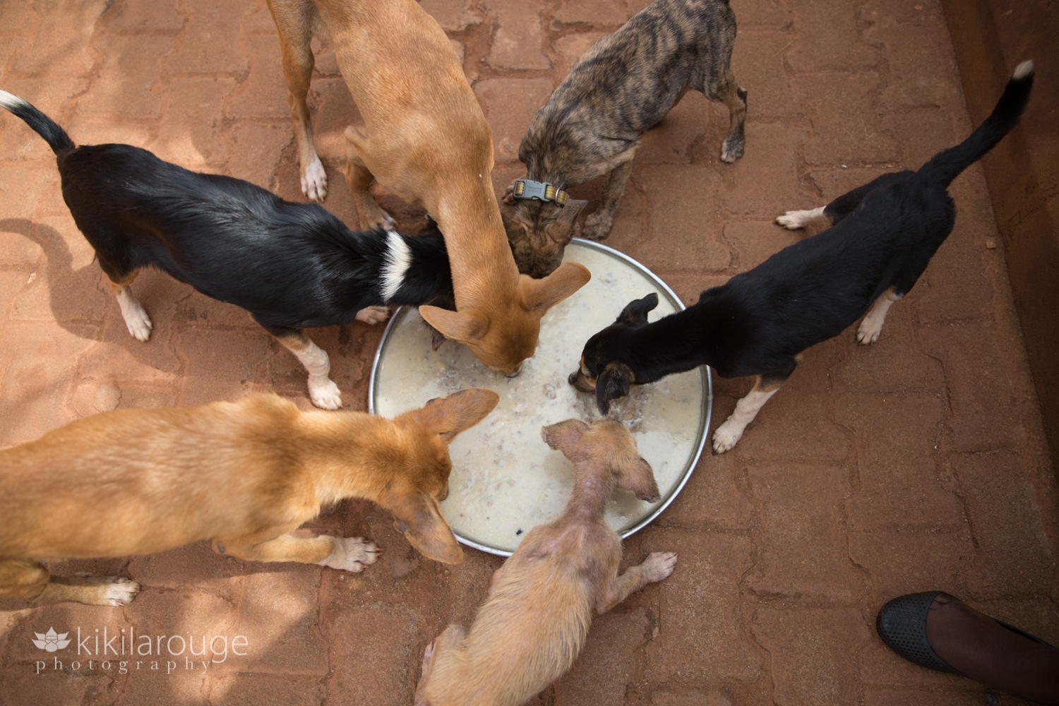 Puppies eating at Uganda Animal Shelter