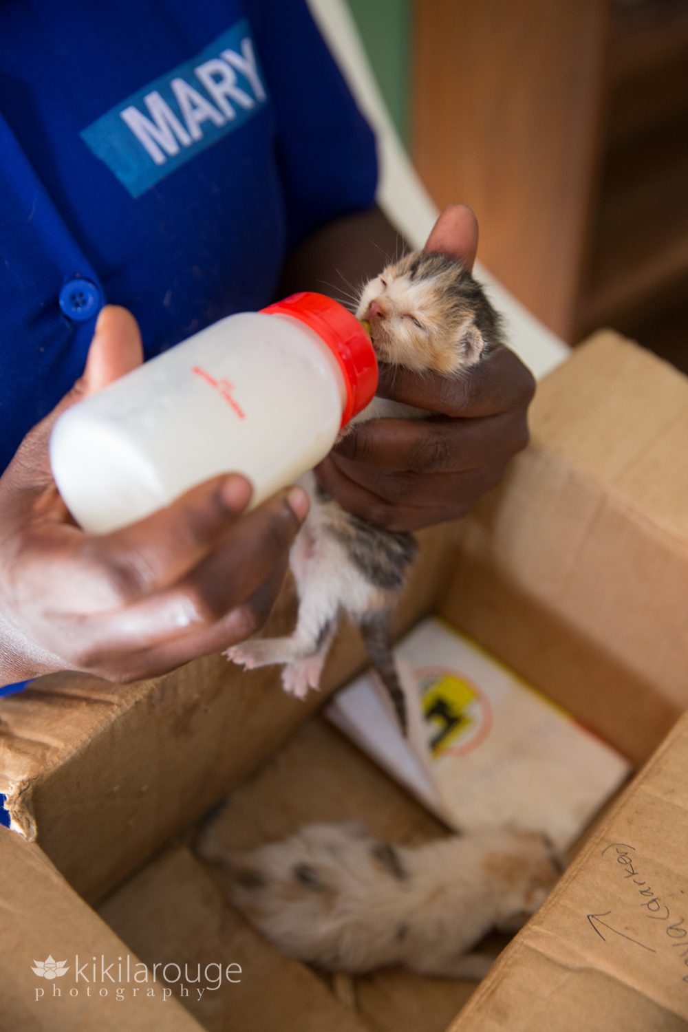 Bottle feeding a one week old kitten in Uganda