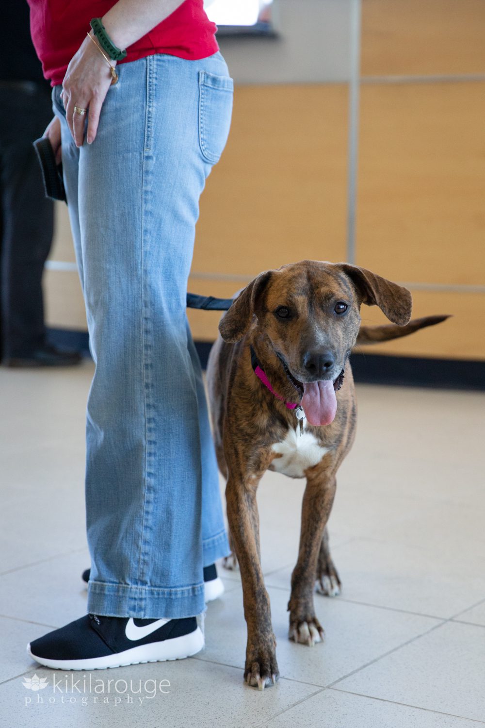 Rescue dog wagging tail with handler in jeans