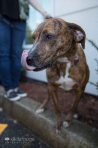Brown brindle rescue dog mix portrait