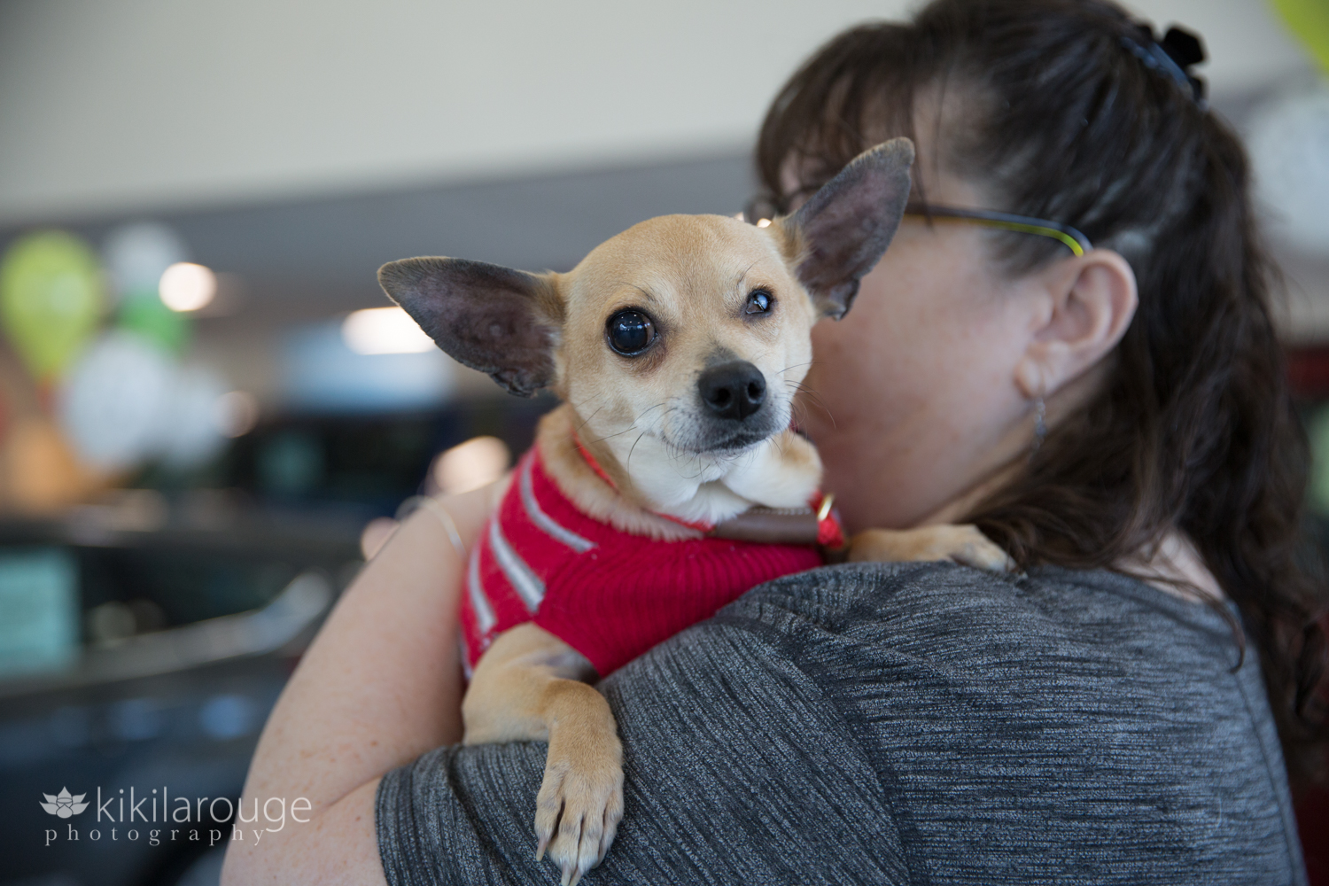 Blind chihuahua rescue dog with potential adopter