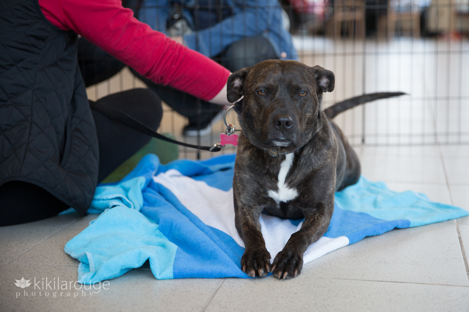 Bridle pit mix rescue dog with blue blanket