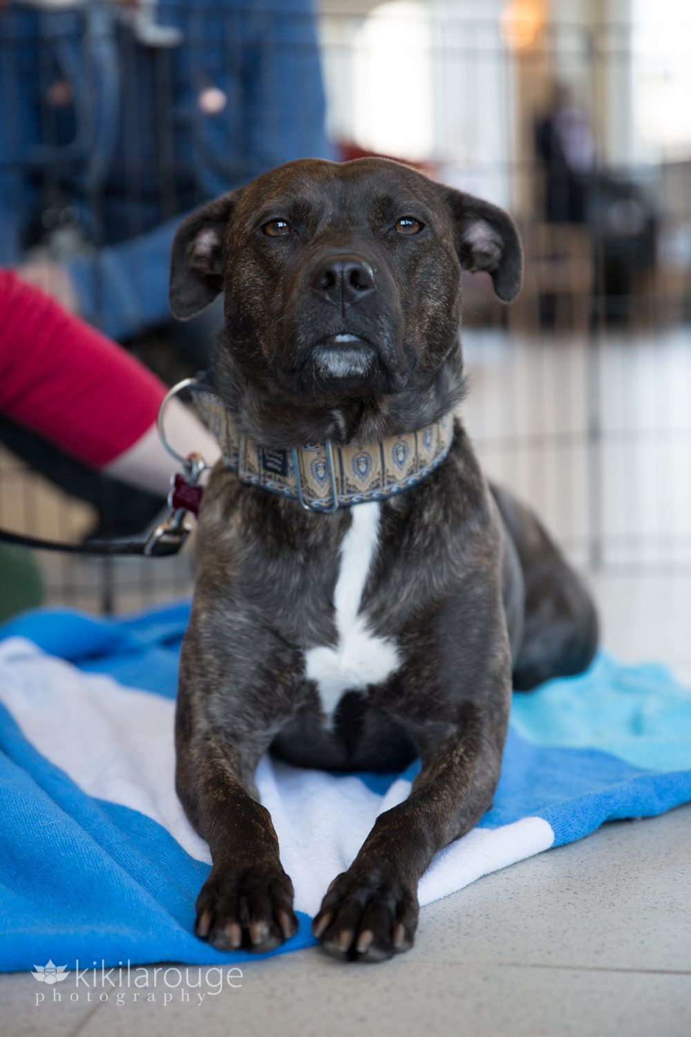 Bridle pit mix rescue dog with blue blanket