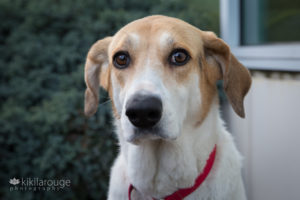 White coonhound rescue dog with tan ears