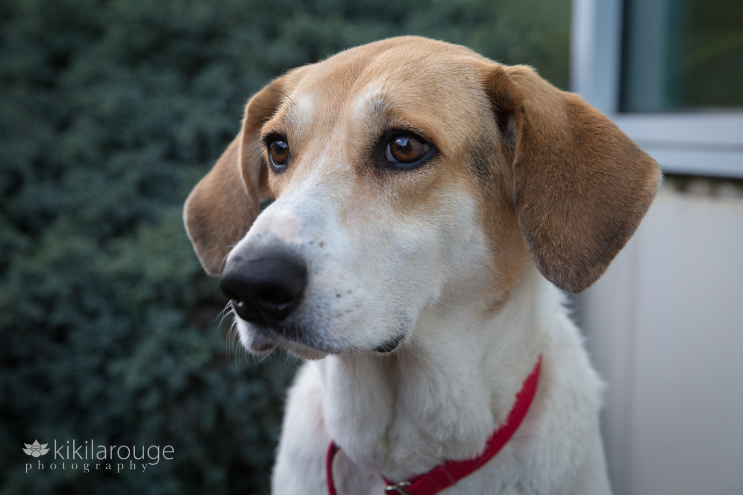 White coonhound rescue dog with tan ears