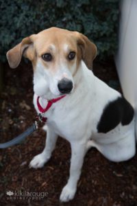 White coonhound rescue dog with tan ears