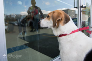 Coonhound rescue dog mix looking at reflection in door