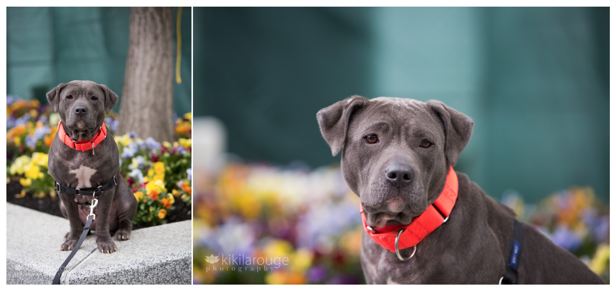 Two portraits of gray pit mix type dog with orange collar