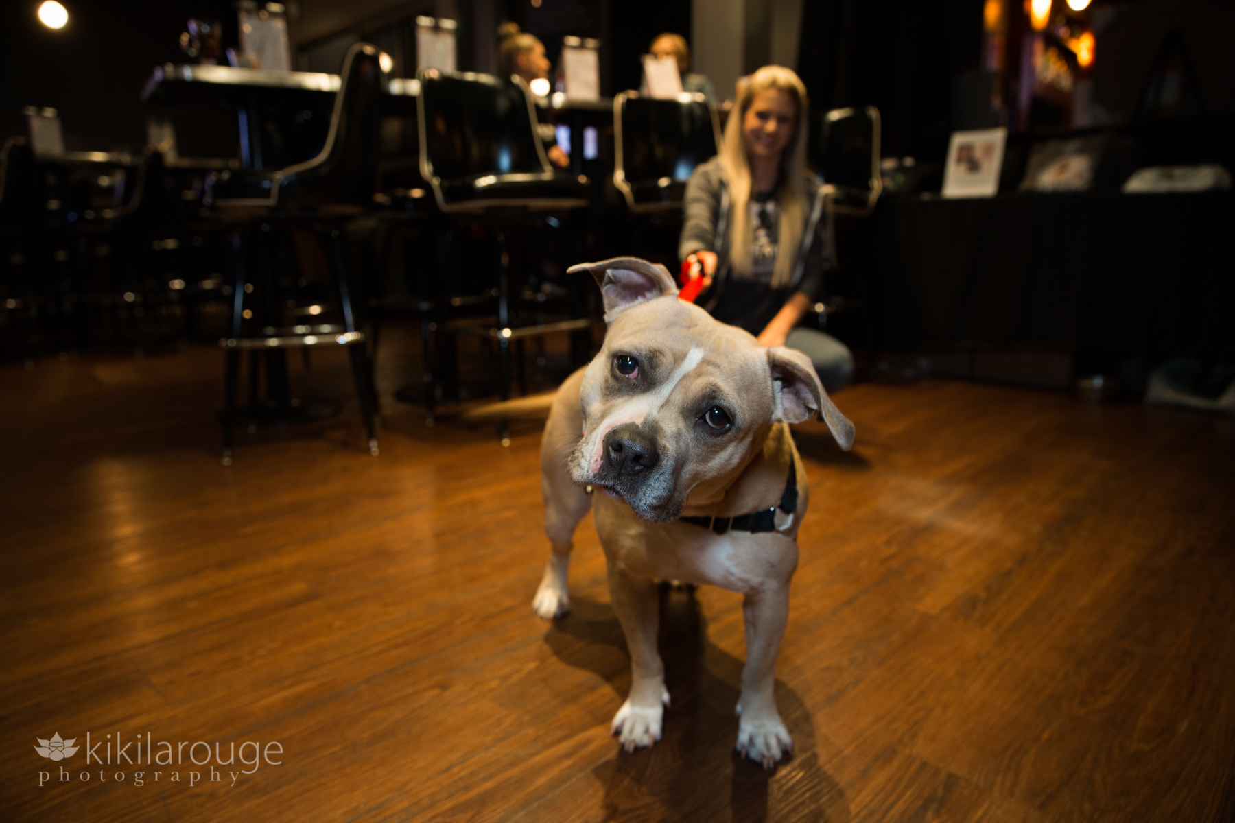 Rescue dog with titled head at comedy club