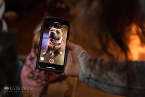 Tan dog with pink bandana seen in iPhone screen being videoed