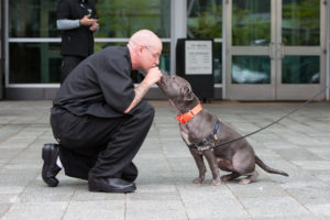 Gray rescue dog giving Westin Boston chef a kiss
