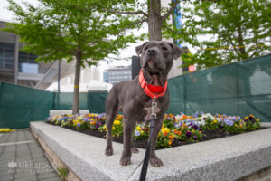 Gray rescue dog with orange collar on city bend