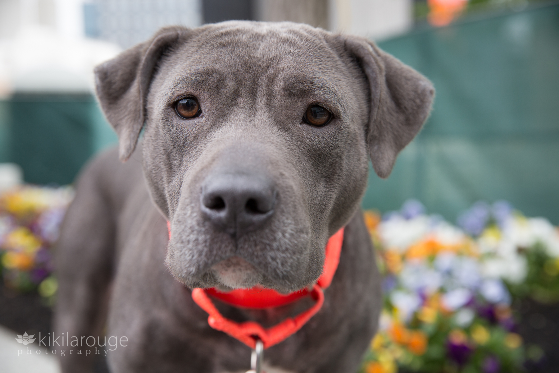 Gray rescue dog with orange collar portrait with flowers