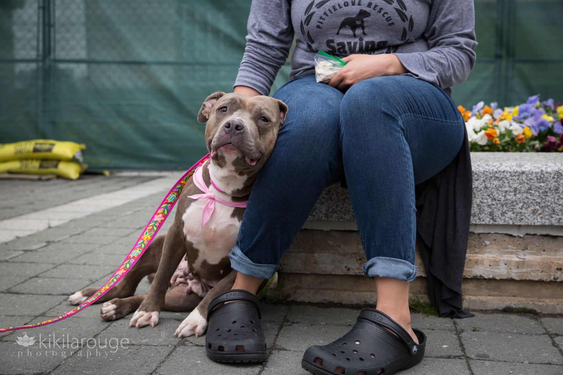 Brown and white pit mix dog leaning on woman
