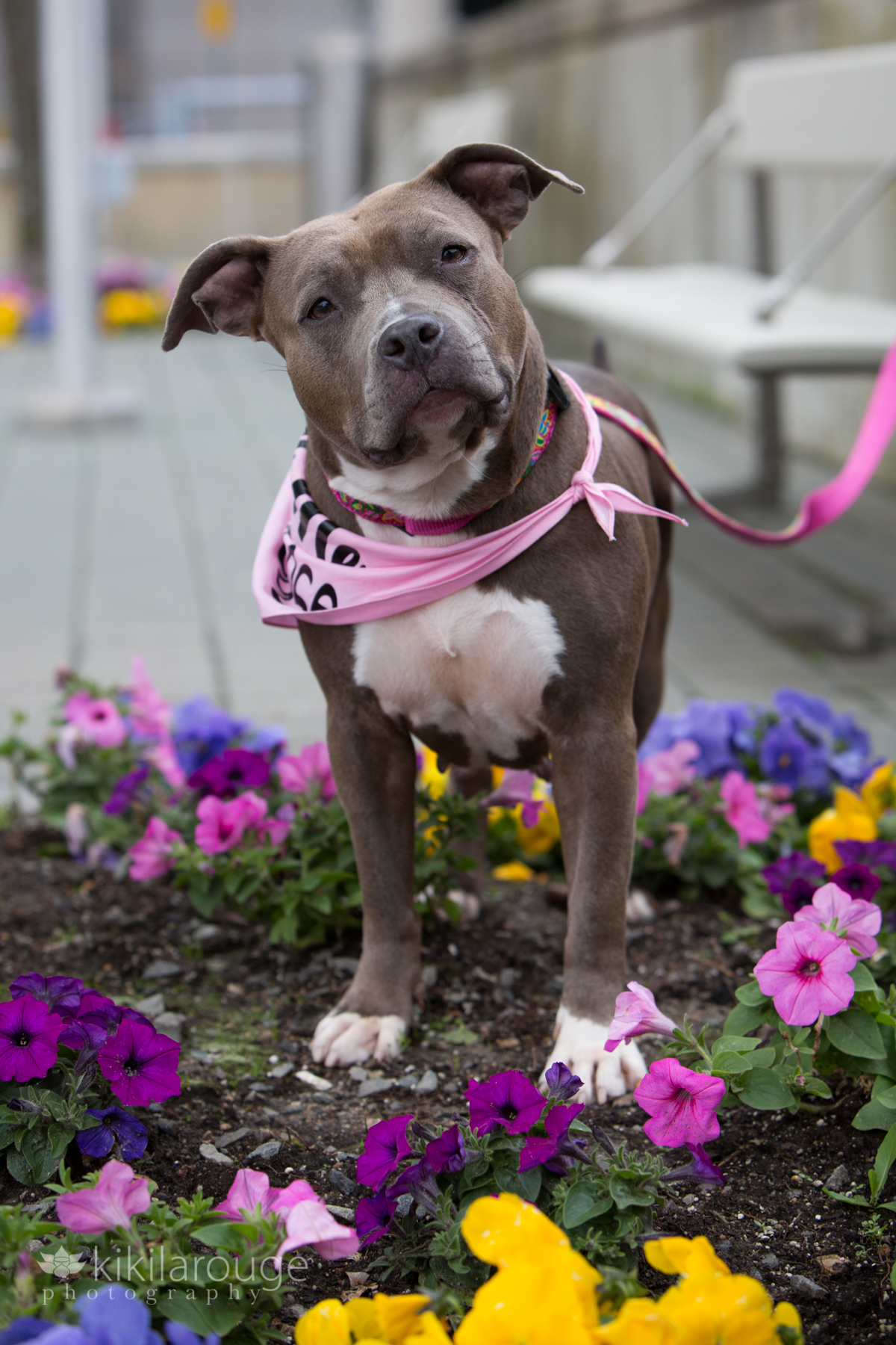 Brown + white rescue dog with pink bandana in petunias